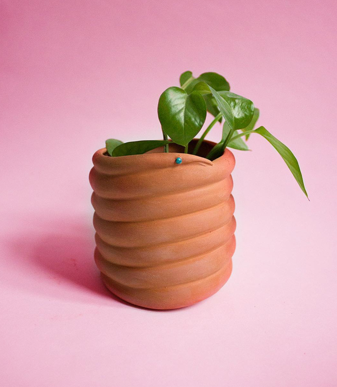 planter snake Vine Snake Planter – e e ceramics